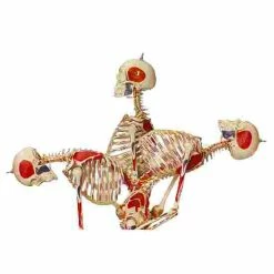 5 Super Skeleton / Anatomical Model