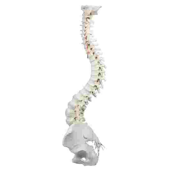 Erler Zimmer Flexible Spine With Pelvis And Stand