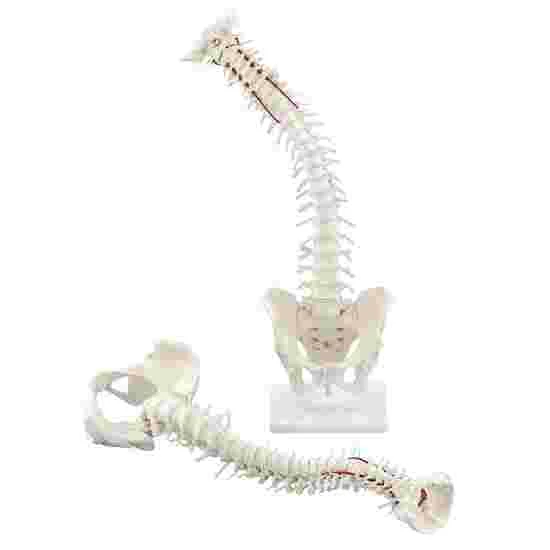 Erler Zimmer Flexible Spine With Pelvis And Stand - Image 2