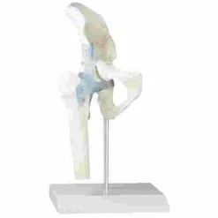 Erler Zimmer Hip Joint Model With Ligaments