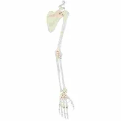 Erler Zimmer Arm Skeleton Model With Shoulder Gridle