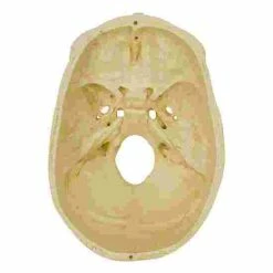5 4-Part Skull – Standard / Anatomical Model