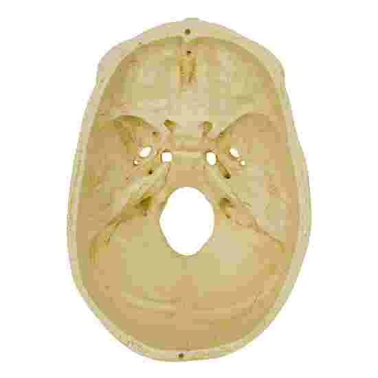 5 4-Part Skull – Standard / Anatomical Model