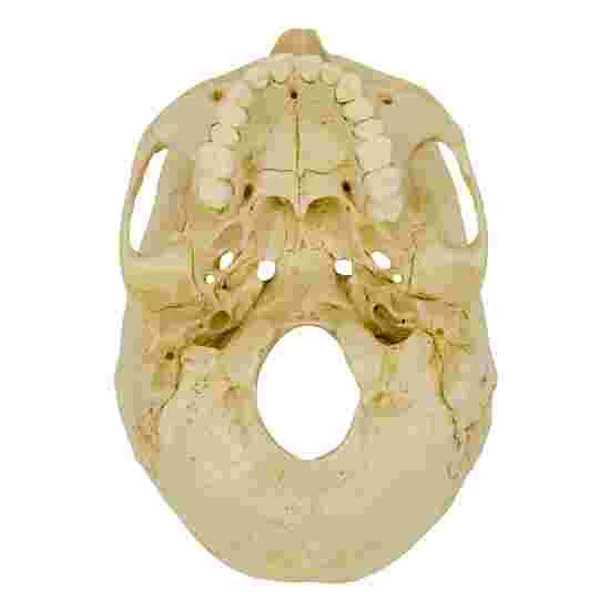 5 4-Part Skull – Standard / Anatomical Model - Image 2