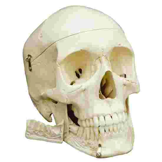 5 4-Part Skull – Standard / Anatomical Model - Image 3