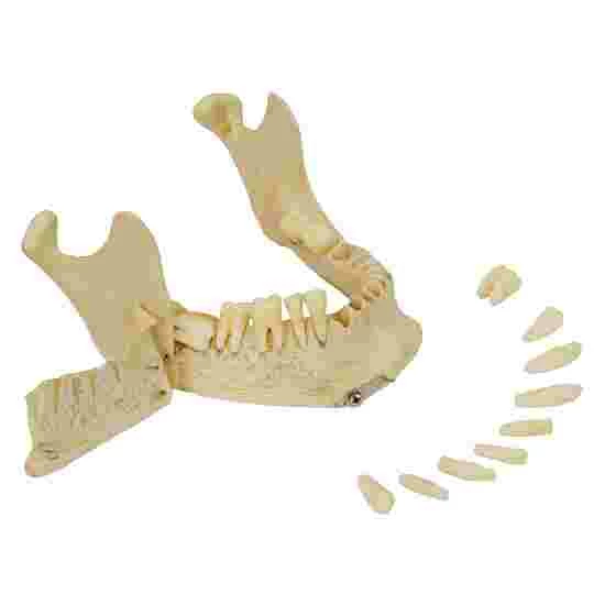 5 4-Part Skull – Standard / Anatomical Model - Image 4