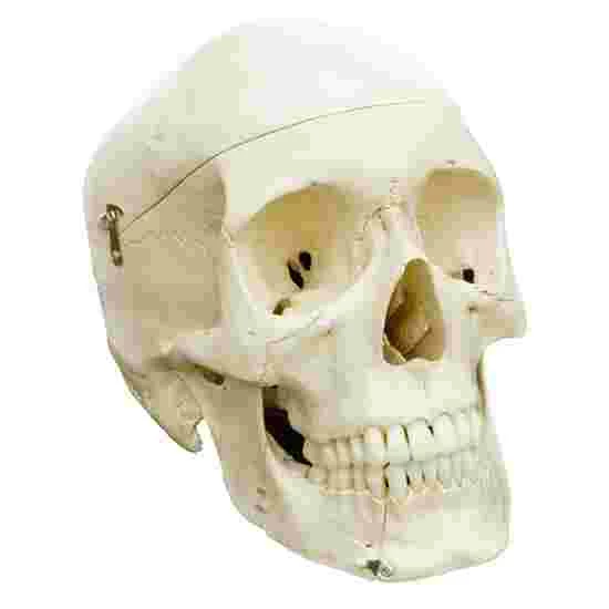 5 4-Part Skull – Standard / Anatomical Model - Image 5