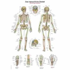 Erler Zimmer Anatomic Wall Charts (in German)
