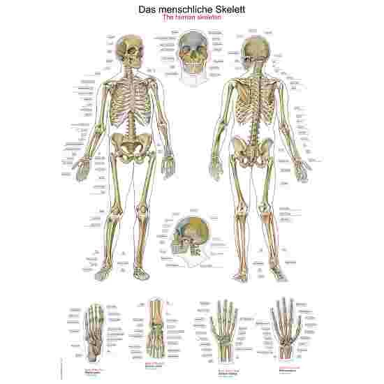 Erler Zimmer Anatomic Wall Charts (in German)