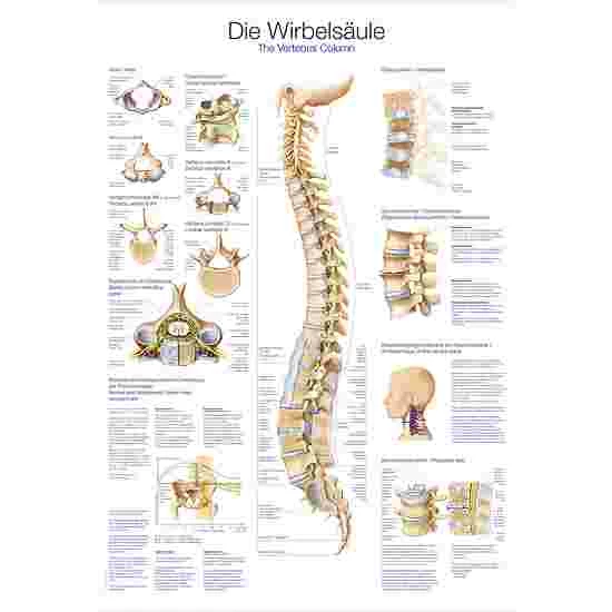 Erler Zimmer Anatomic Wall Charts (in German) - Image 2