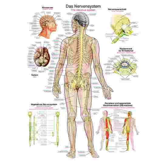 Erler Zimmer Anatomic Wall Charts (in German) - Image 8