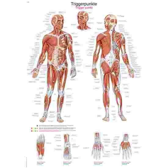 Erler Zimmer Anatomic Wall Charts (in German) - Image 8
